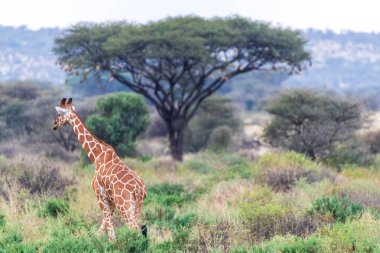 Kenya 'da Samburu Ulusal Rezervi' nde Zürafa-Giraffa camelopardialis retikülata-otlamasının yakın çekimi