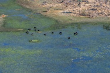 Botswana 'daki Okavango Deltası' nda otlayan Syncerus Cafer adında bir Bufalo sürüsünün hava görüntüsü..