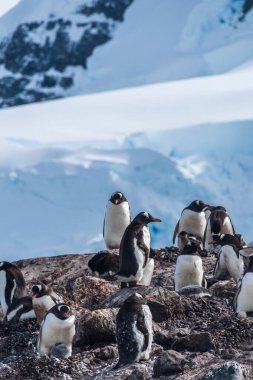 Gentoo Penguen-Pygoscelis papağanlarından oluşan bir grup Antarktika yarımadasındaki Cierva Koyu 'nun yanındaki bir kayanın üzerinde duruyorlar.