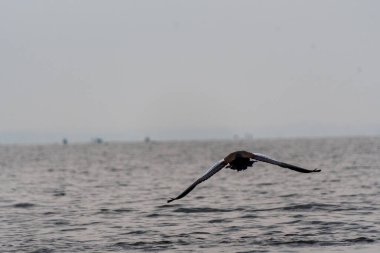 Tanzanya 'daki Victoria Gölü' nün üzerinde alçaktan uçan bir Pelikan 'ın telefonu..