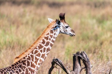 Serengeti, Tanzanya 'daki akasya ağaçlarından beslenen genç bir Masai zürafasının yakın çekimi.