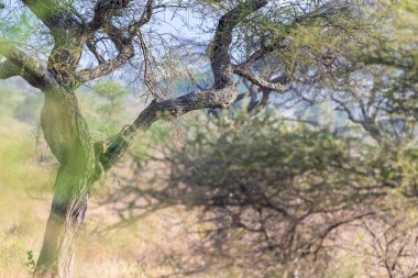 Bir leopar -Panthera pardus- Serengeti, Tanzanya 'da bir ağaçta duruyor. Benekli ceketi dallarla ve yapraklarla harmanlanır, sessizce uzanır, gözleri etrafı tarar, tetikte ve gizlidir..