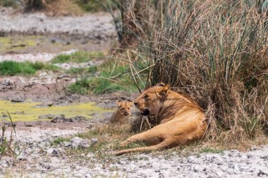 Küçük bir aslan yavrusu olan Panthera Leo 'nun telefonu Tanzanya' daki Ngorogoro Krateri 'ndeki bir çalılığın arkasından çıkıyor ve annesine yaklaşıyor.