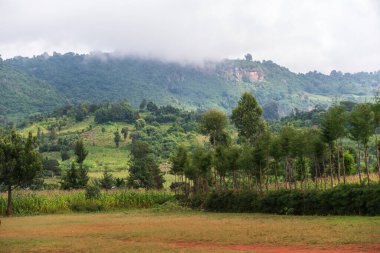 Kenya 'daki Afrika Yarık Vadisi yakınlarındaki yemyeşil manzarayı gösteren manzara.