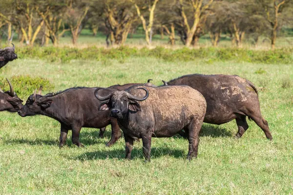 Kenya 'daki Nakamuro Gölü Milli Parkı' nda otlayan Cape Buffalo - Syncerus Cafer 'in telefon hoto' su.