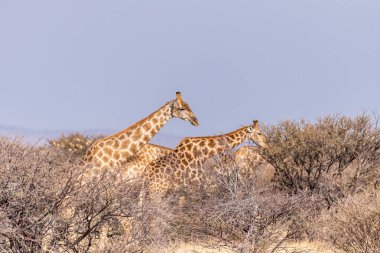 A group of Angolan Giraffes -Giraffa giraffa angolensis- standing on the plains of Etosha national park, Namibia.