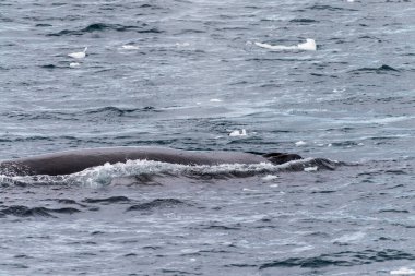 Dalış yapan bir kambur balinanın arkası Megaptera novaeanglia- sırt yüzgeci ve şişme deliği de dahil. Görüntü, Antarktika yarımadasındaki Lemaire kanalının girişinden alınmıştır..