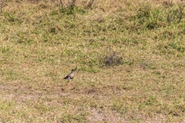 Tanzanya 'daki Ngorogoro Krateri' nde taçlandırılmış bir kanat olan Vanellus Coronatus 'un yakın çekimi
