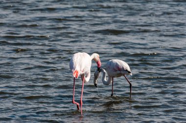 Büyük Flamingolar - Phoenicopterus gülü - Walvis Körfezi kıyıları boyunca, Namibya.