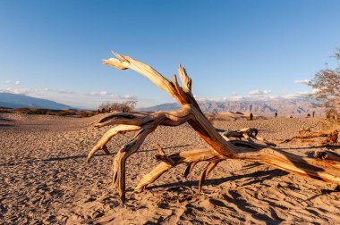 Kaliforniya 'daki Ölüm Vadisi Ulusal Parkı' nda, düz kum tepelerinin yanında gün batımı.