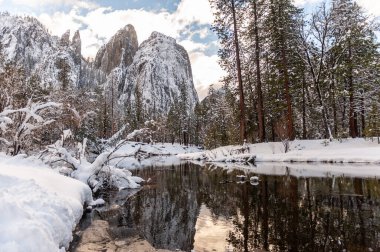 Snow-covered trees line the merced river in Yosemite valley on a late winter afternoon.