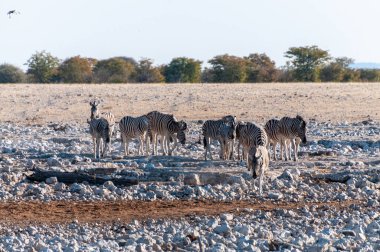 Burchells Plains zebra grubundan bir telefon. -Equus quagga burchell- Etosha Ulusal Parkı, Namibya ovalarında otluyor..