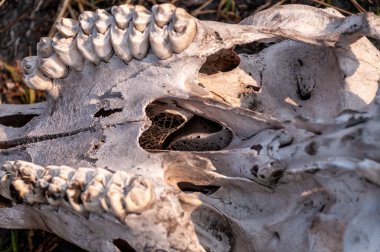 Botsvana 'daki Okavango Deltası' nda bir zürafa kafatası..