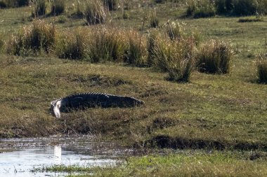 Botswana 'daki Chobe nehrinin kıyısında dinlenen bir timsah timsahının telefon çekimleri..