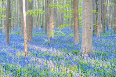 Yükselen güneş illumingating Hallerbos, bir bahar sabahı bluebells flowerbed.