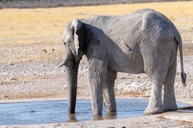 Namibya 'daki Etosha Ulusal Parkı' ndaki bir su birikintisinden su içen dev bir Afrika Fili Loxodonta Afrika 'nın telefonu..