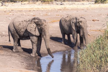 Telephoto of two african elephants drinking from a waterhole in Etosha National Park, Namibia.