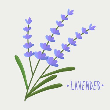 Lavender icon clipart isolated vector illustration