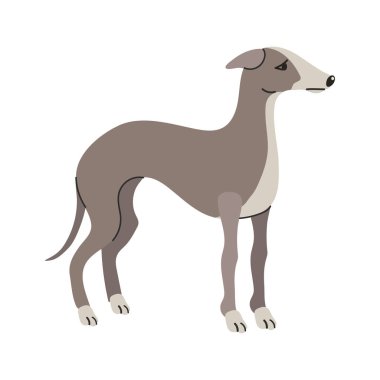 İtalyan tazı simgesi clipart avatar logotype yalıtılmış illüstrasyon