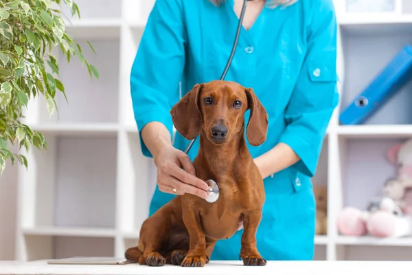 Médico Mulher Examina Cão Dachshund Uma Clínica Veterinária Medicamento Para — Fotografia de Stock