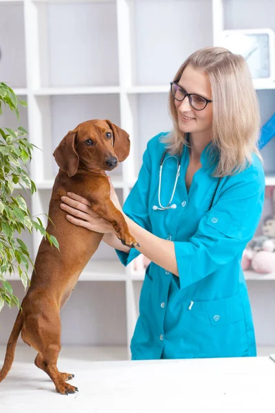 兽医女医生在兽医诊所检查一只腊肠犬 宠物用药物 — 图库照片