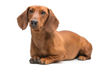 Kırmızı dachshund köpeği beyaz arkaplanda izole edildi.