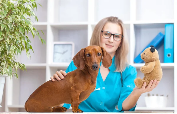 Médico Veterinário Mulher Examina Cão Dachshund Uma Clínica Veterinária Medicamento — Fotografia de Stock
