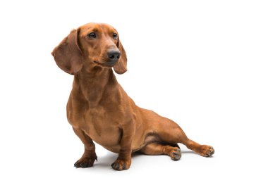 Kırmızı dachshund köpeği beyaz arkaplanda izole edildi.