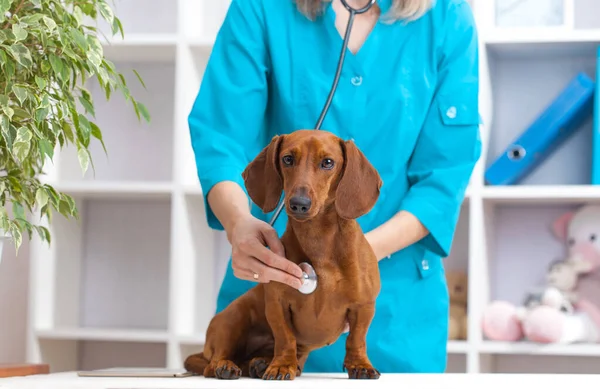 Tierärztin Untersucht Dackelhund Tierklinik Medizin Für Haustiere — Stockfoto