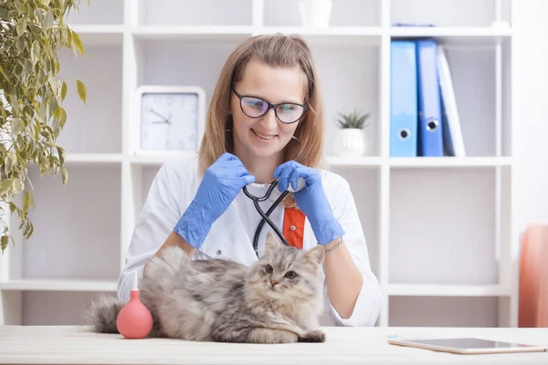 Eine Ärztin Untersucht Eine Graue Katze Einer Tierklinik Medizin Für — Stockfoto