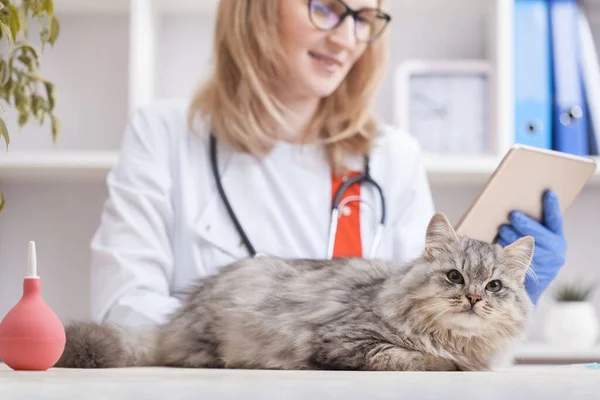 女医は獣医の診療所で灰色の猫を調べます ペットのための薬 — ストック写真