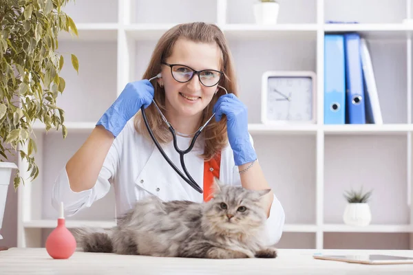 Die Tierärztin Hört Einer Grauen Katze Mit Einem Stethoskop Medizin — Stockfoto