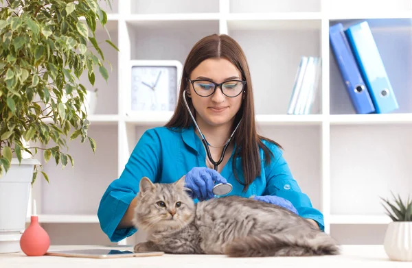 woman doctor examines a gray cat in a veterinary clinic. medicine for pets