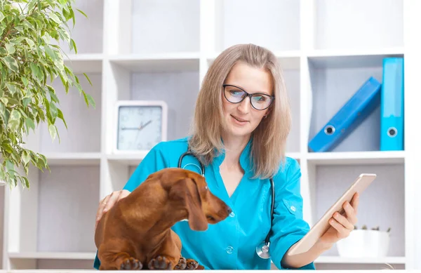 Médico Veterinário Mulher Examina Cão Dachshund Uma Clínica Veterinária Medicamento — Fotografia de Stock