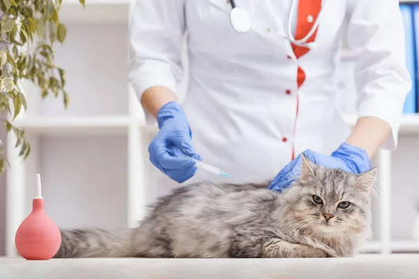 Ärztin Impft Graue Katze Tierklinik Medizin Für Haustiere — Stockfoto