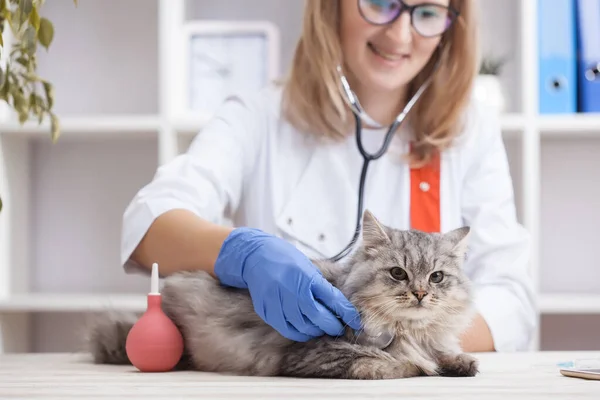 Woman Veterinarian Doctor Listens Gray Cat Stethoscope Medicine Pets —  Fotos de Stock