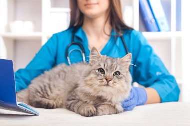 Kadın doktor veteriner kliniğinde gri bir kediyi muayene ediyor. Evcil hayvanlar için ilaç. Seçici odak