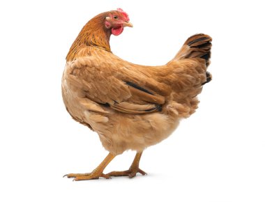 Beyaz zemin üzerinde bir kahverengi tavuk.