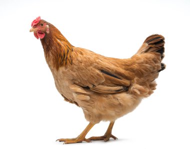 Beyaz zemin üzerinde bir kahverengi tavuk.