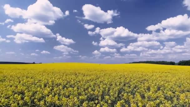 Agricultural Field Blooming Yellow Rape Blue Sky Aerial View — Stock video