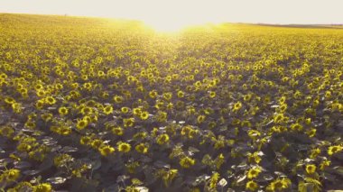 Yaz günbatımında çiçek açan ayçiçekleri. manzaralı manzara