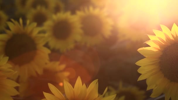 日没で満開のひまわり畑 太陽光線 — ストック動画