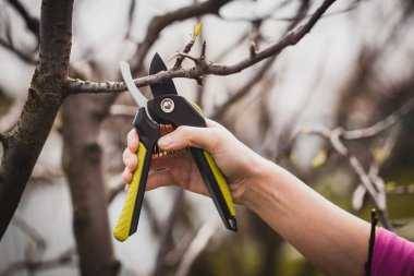 Bahçenin budanması, ağaçların ve çalıların bakımı. Mezhepçilerle el ele