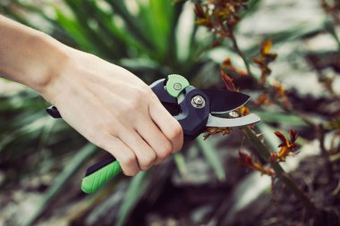 Bahçenin budanması, ağaçların ve çalıların bakımı. Mezhepçilerle el ele