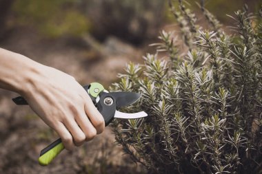 Bahçe budamak, lavanta. Mezhepçilerle el ele