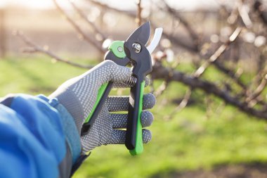Bahçenin budanması, ağaçların ve çalıların bakımı. Mezhepçilerle el ele