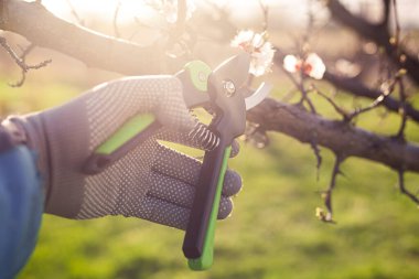 Bahçenin budanması, ağaçların ve çalıların bakımı. Mezhepçilerle el ele