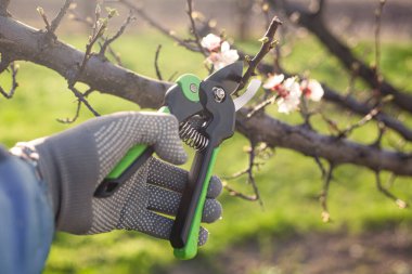 Bahçenin budanması, ağaçların ve çalıların bakımı. Mezhepçilerle el ele
