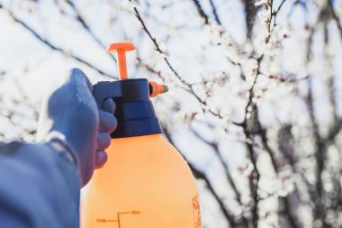 Ağaçların bahar süreci. Bahçeyi haşerelerden ve hastalıklardan sprey tabancayla temizliyor.