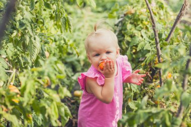 cute baby eating tomato in garden, carefree childhood